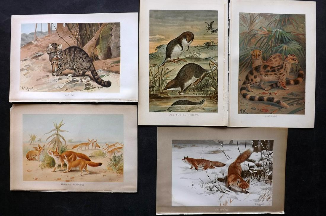 Lydekker, Richard 1895 Lot of 5 Mammal Prints: Chromolithograph Published 1894-95, London for "The Royal Natural History" by Richard Lydekker. Illustrated by Smit, Keulemans, Wolf and others. Paper Size: 10 x 6.5 inch (25 x 16.5cm) Minor margin to