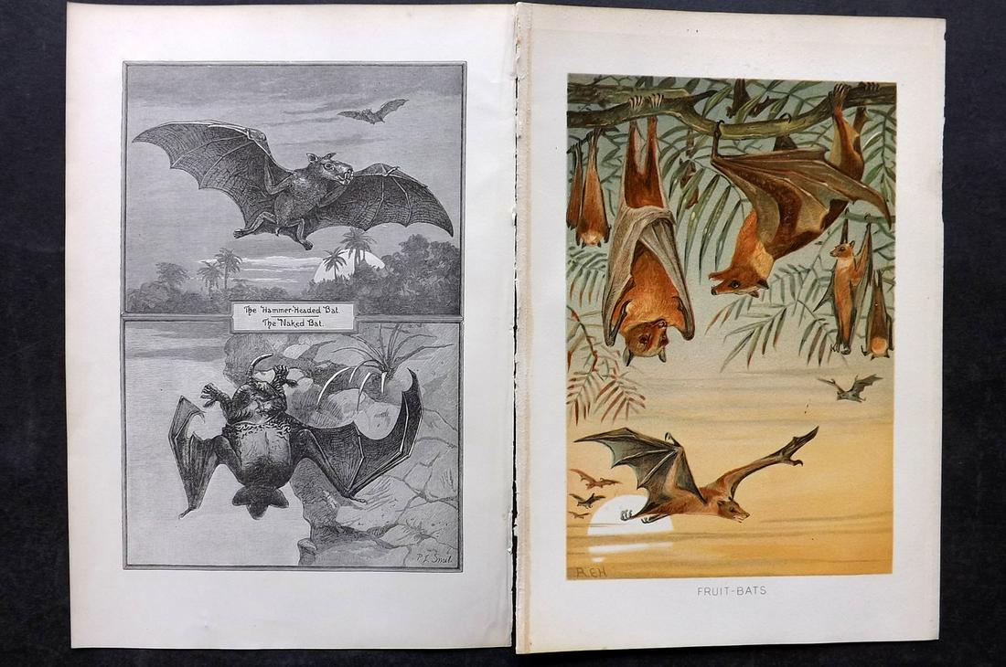 Lydekker, Richard 1895 Pair of Antique Bat Prints: Chromolithograph and Wood Engraving (With reverse side blank) Published 1894-95, London for "The Royal Natural History" by Richard Lydekker. Illustrated by Smit, Keulemans, Wolf and others. Paper Size