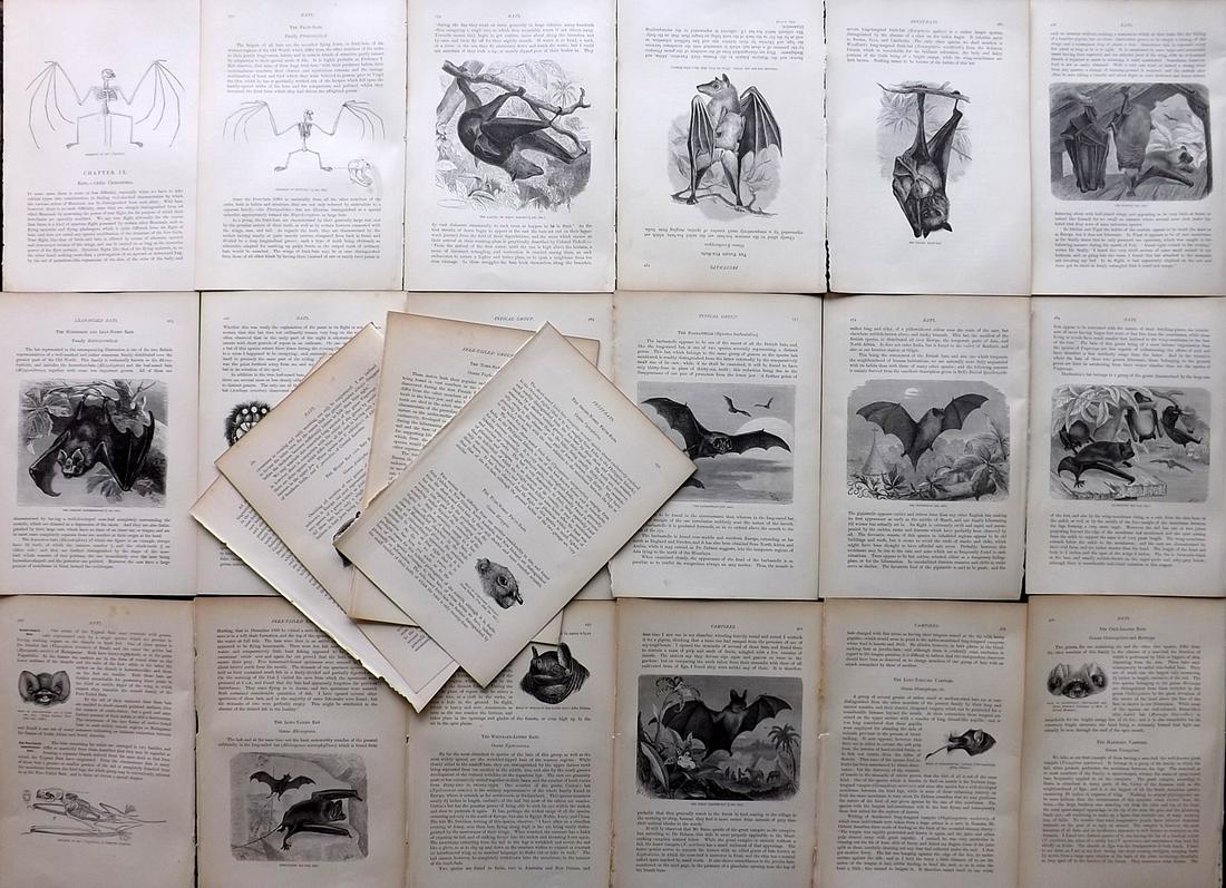 Lydekker, Richard 1895 Lot of 22 Illus. Sheets. Bats: 22 Illustrated Sheets, Wood Engravings with related surrounding and verso text Published 1894-95, London for "The Royal Natural History" by Richard Lydekker. Illustrated by Smit, Keulemans, Wolf and o