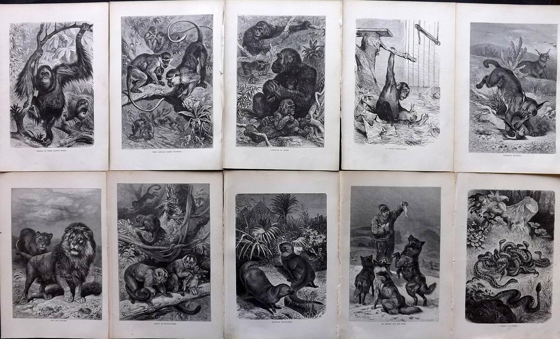 Lydekker, Richard 1895 Lot of 10 Natural History Prints: Wood Engravings (Reverse side blank) Published 1894-95, London for "The Royal Natural History" by Richard Lydekker. Illustrated by Smit, Keulemans, Wolf and others. Paper Size: 10 x 6.5 inch (25 x 16.