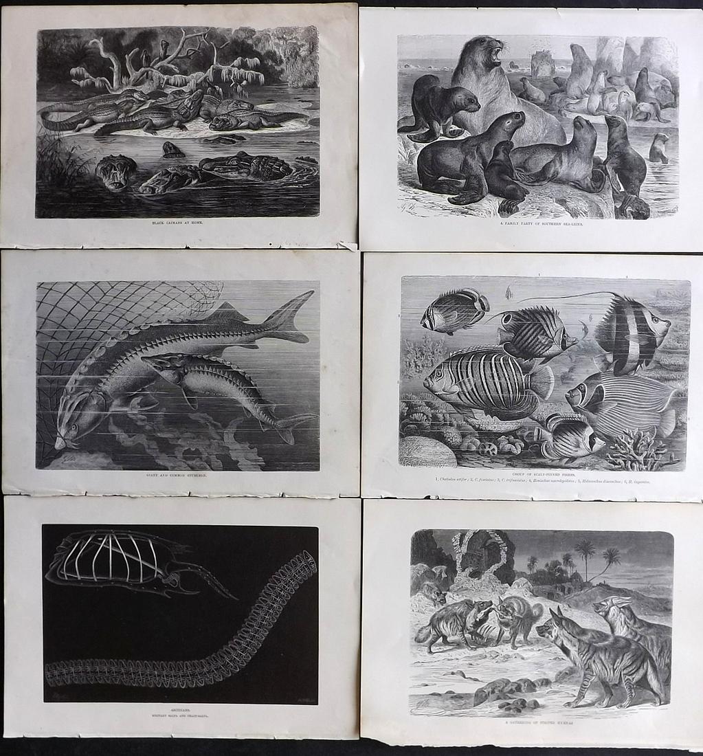 Lydekker, Richard 1895 Lot of 6 Natural History Prints: Wood Engravings (Reverse side blank) Published 1894-95, London for "The Royal Natural History" by Richard Lydekker. Illustrated by Smit, Keulemans, Wolf and others. Paper Size: 10 x 6.5 inch (25 x 16.