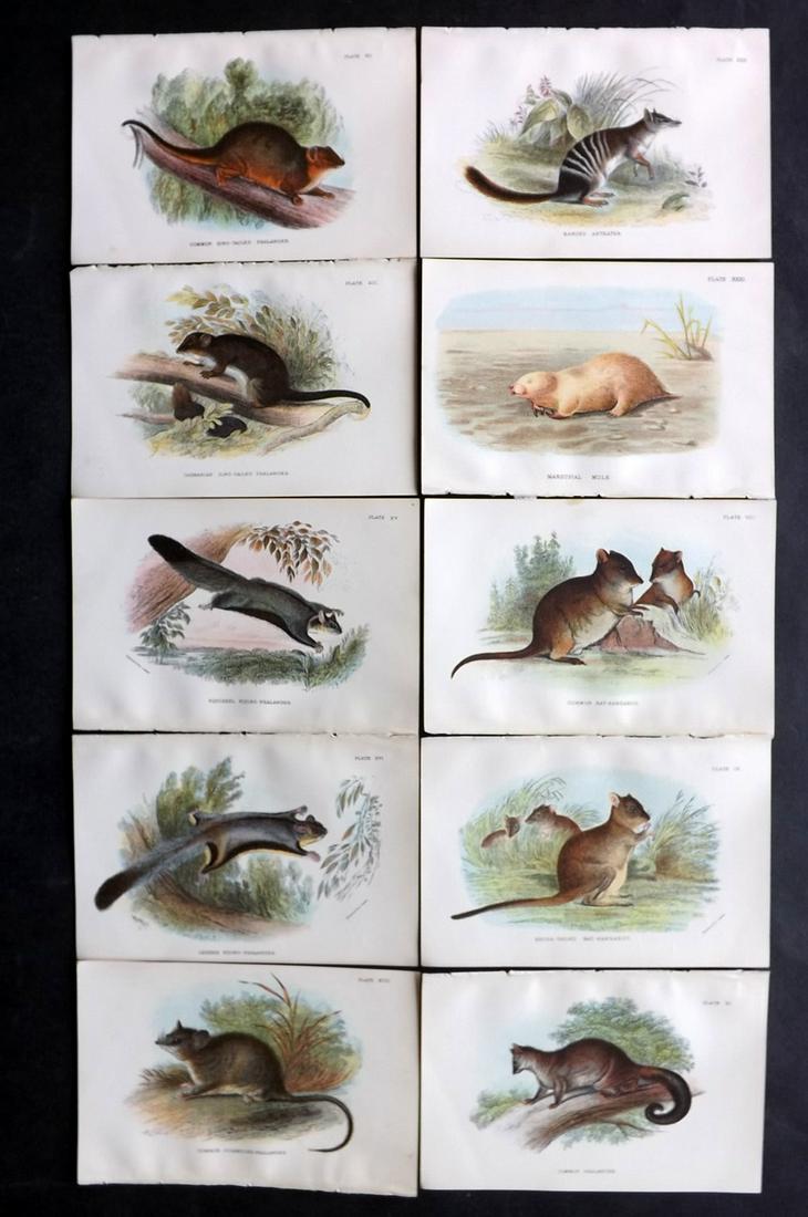 Lloyds's 1897 Lot of 10 Prints. Australia Natives: Chromolithographs Published 1894-97, London for "Lloyds's Natural History" Edited by R. Bowdler Sharpe, W. F. Kirby, H. O. Forbes, R. Lydekker, and W. R. Olive-Grant. Illustrated after Keulemans, Goul