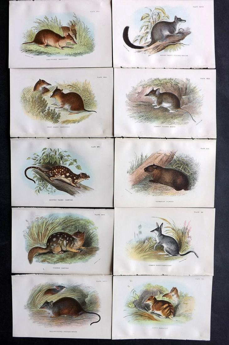 Lloyds's 1897 Lot of 10 Prints. Australia Natives: Chromolithographs Published 1894-97, London for "Lloyds's Natural History" Edited by R. Bowdler Sharpe, W. F. Kirby, H. O. Forbes, R. Lydekker, and W. R. Olive-Grant. Illustrated after Keulemans, Goul