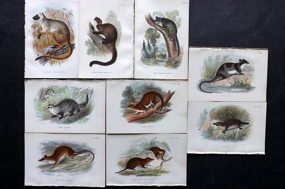 Lloyds's 1897 Lot of 9 Prints. Australia Natives: Chromolithographs Published 1894-97, London for "Lloyds's Natural History" Edited by R. Bowdler Sharpe, W. F. Kirby, H. O. Forbes, R. Lydekker, and W. R. Olive-Grant. Illustrated after Keulemans, Goul