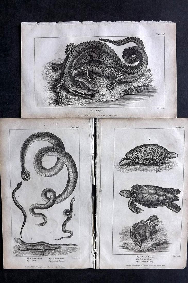 Mavor, William 1824 Lot of 3 Prints. Reptiles (1 of 2)