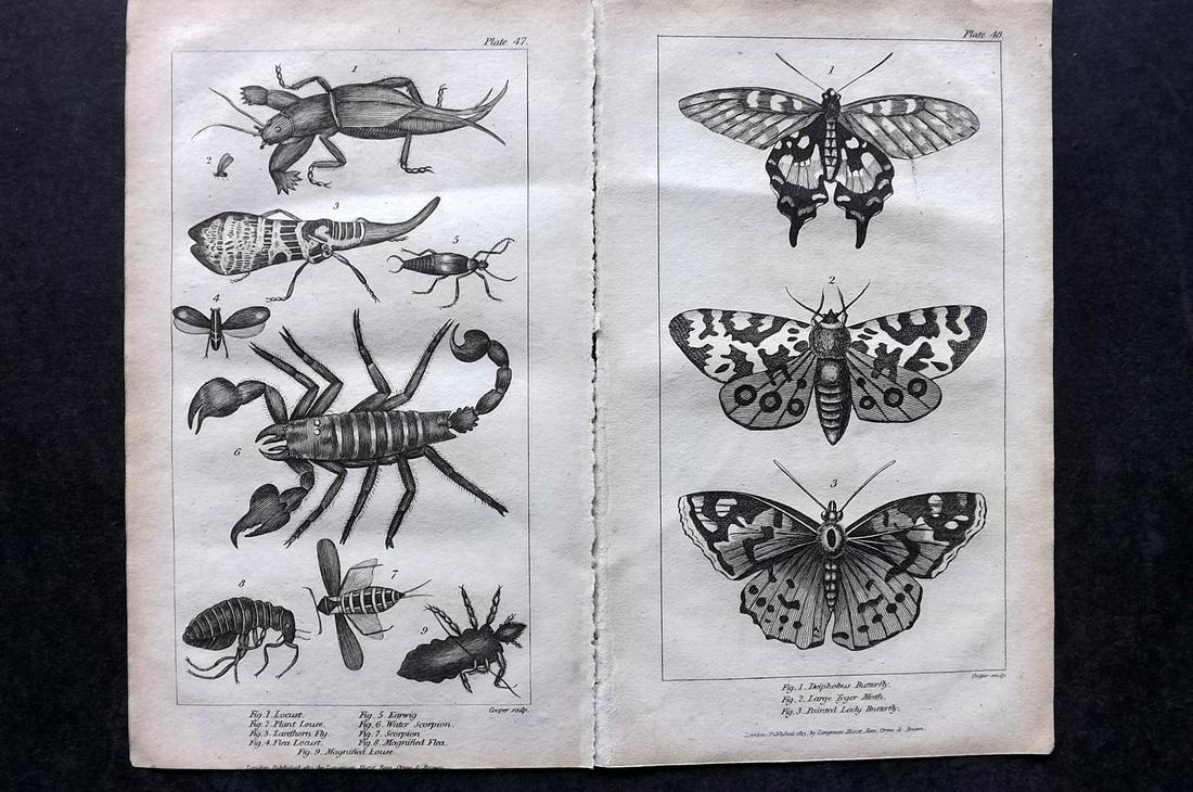 Mavor, William 1824 Pair Prints. Butterfly Moth Insects (1 of 2)