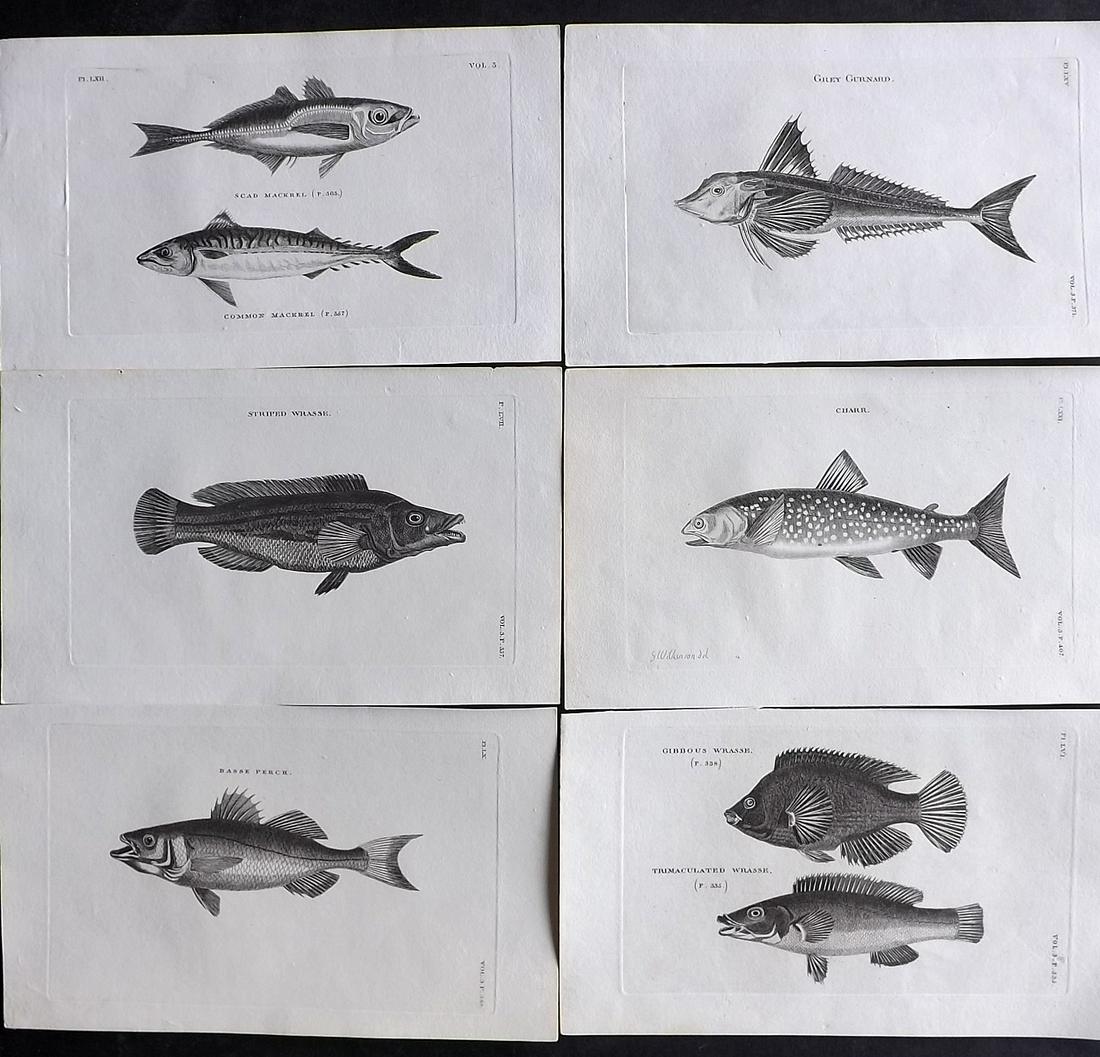 Pennant, Thomas 1812 Lot of 6 Antique Fish Prints: Copper Plates Published 1812, London for "British Zoology" by Thomas Pennant. Paper Size: 9.5 x 6 inch (24 x 15cm) Good Condition
