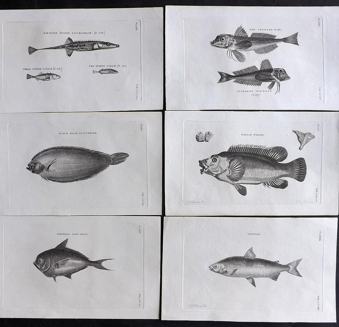 Pennant, Thomas 1812 Lot of 6 Antique Fish Prints: Copper Plates Published 1812, London for "British Zoology" by Thomas Pennant. Paper Size: 9.5 x 6 inch (24 x 15cm) Good Condition