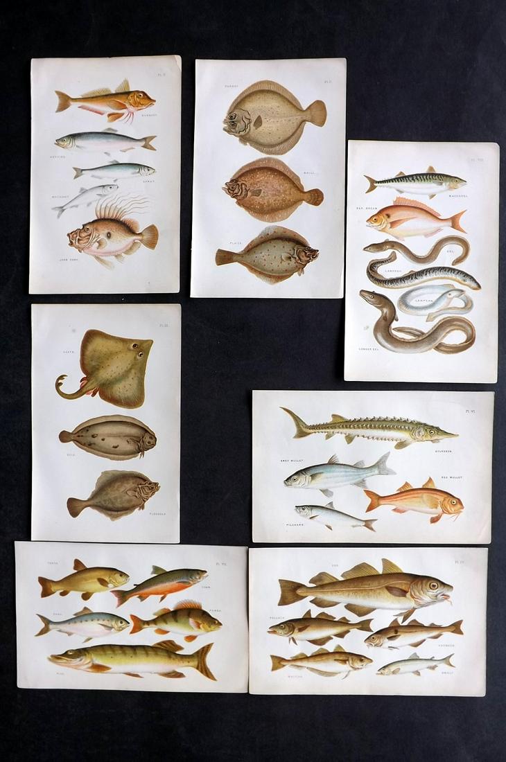 Reeve, Mrs Henry 1882 Lot of 7 Antique Fish Prints (1 of 2)