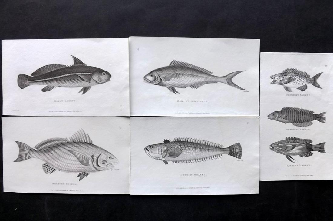 Shaw, George C1810 Lot of 5 Antique Fish Prints: Copper Plates Published 1800-26 by G.Kearsley, London for "General Zoology or Systematic Natural History" by George Shaw. Paper Size: 9 x 6 inch (24 x 16.5cm) One with very light water stain. Good Con