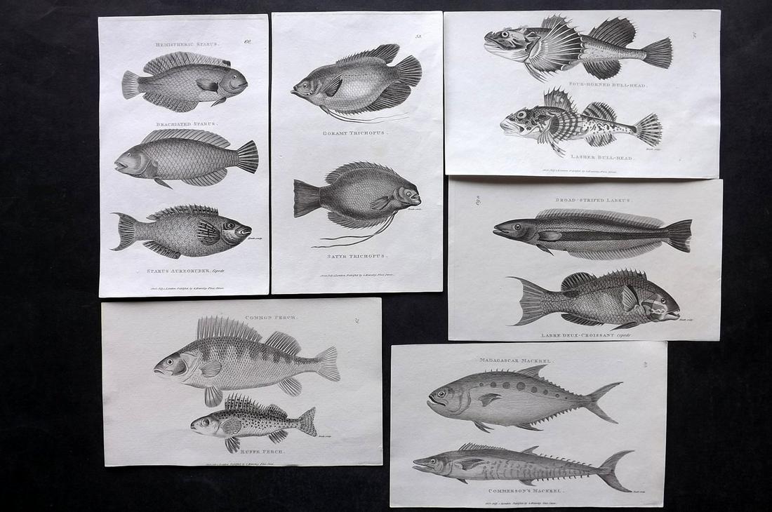 Shaw, George C1810 Lot of 6 Antique Fish Prints: Copper Plates Published 1800-26 by G.Kearsley, London for "General Zoology or Systematic Natural History" by George Shaw. Paper Size: 9 x 6 inch (24 x 16.5cm) Good Condition