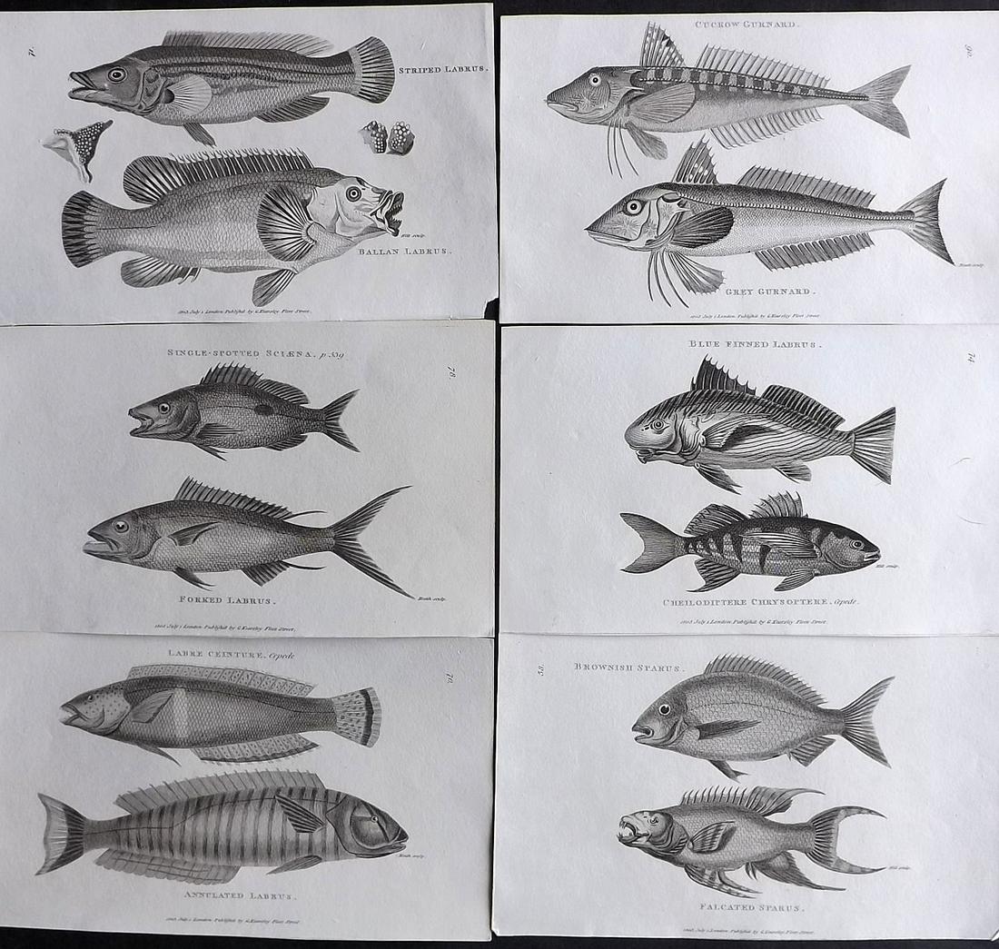 Shaw, George C1810 Lot of 6 Antique Fish Prints: Copper Plates Published 1800-26 by G.Kearsley, London for "General Zoology or Systematic Natural History" by George Shaw. Paper Size: 9 x 6 inch (24 x 16.5cm) Good Condition