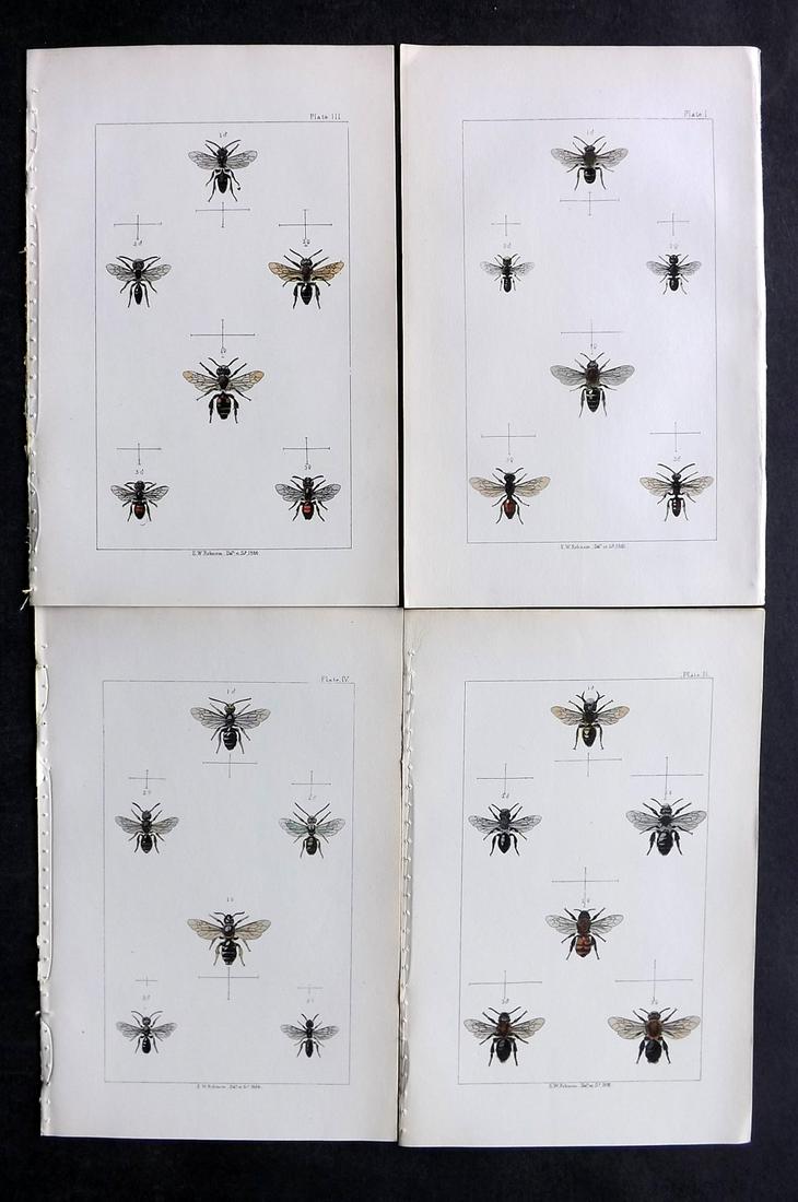 Shuckard, W. E. 1866 Lot of 4 Hand Col Prints. Bees (1 of 2)