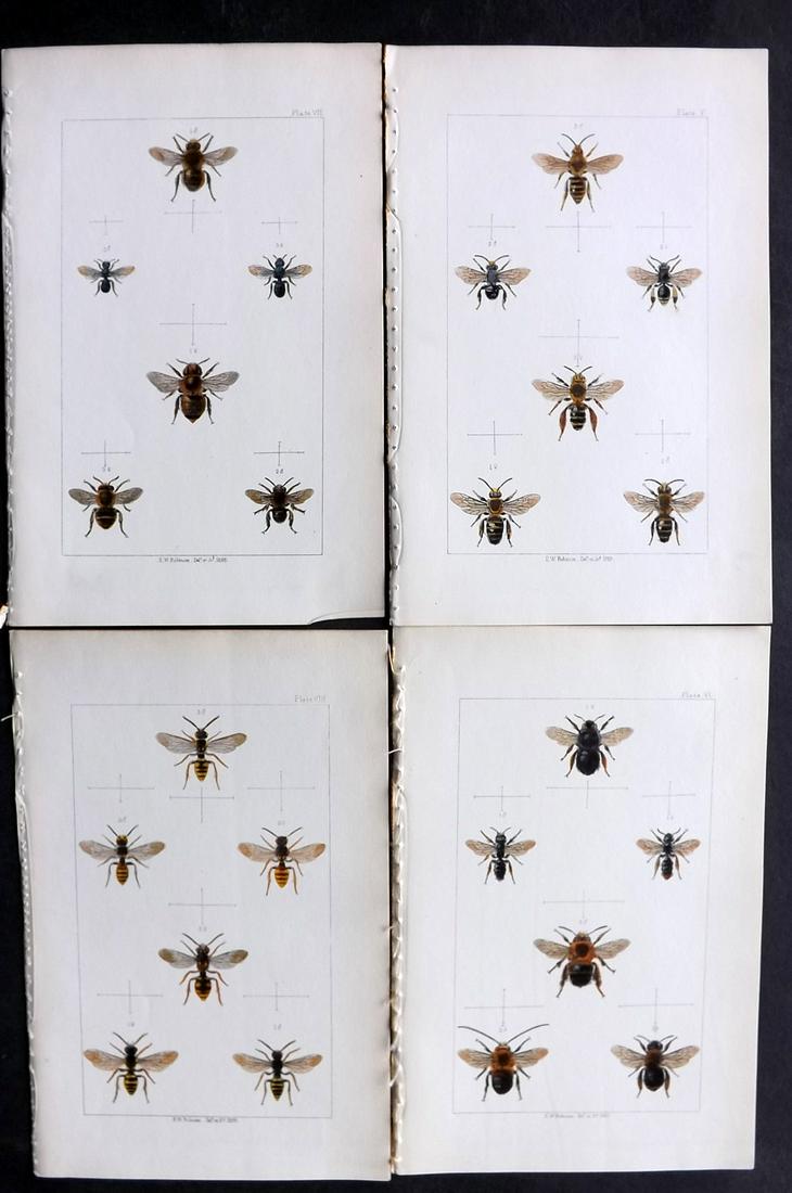 Shuckard, W. E. 1866 Lot of 4 Hand Col Prints. Bees (1 of 2)