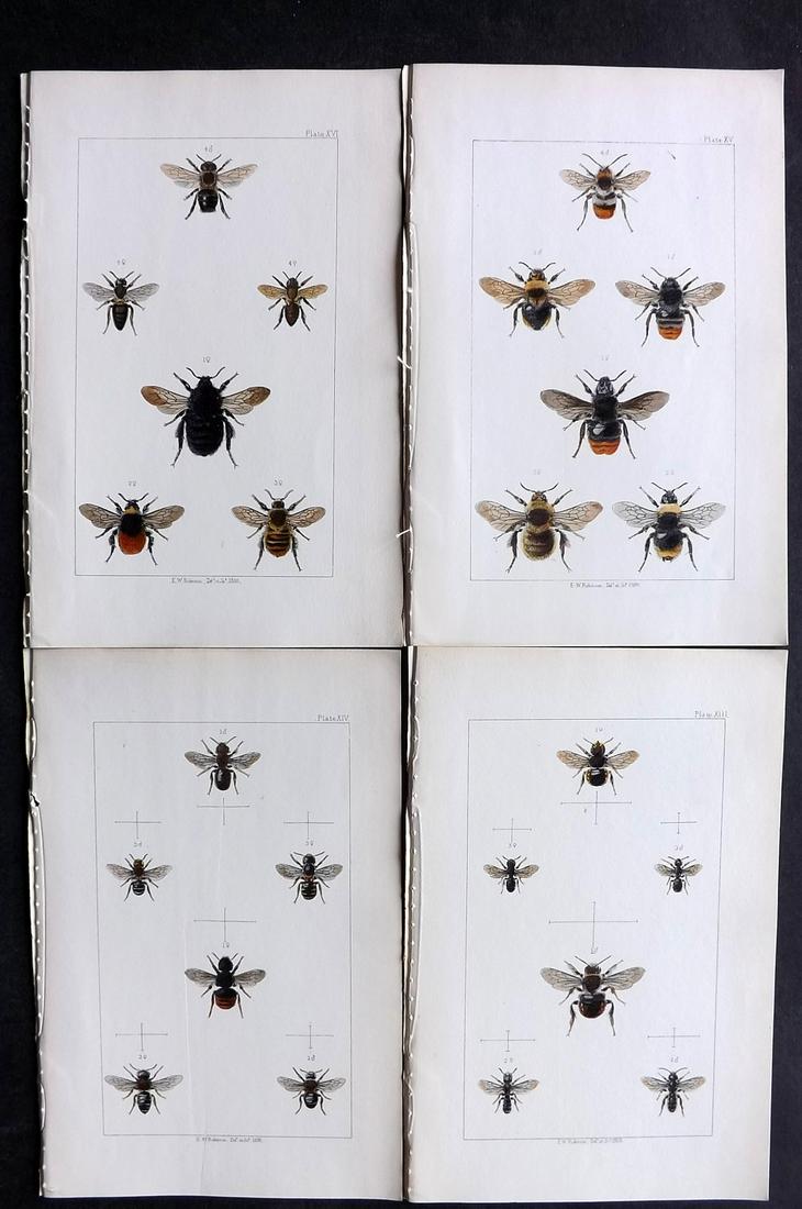 Shuckard, W. E. 1866 Lot of 4 Hand Col Prints. Bees (1 of 2)