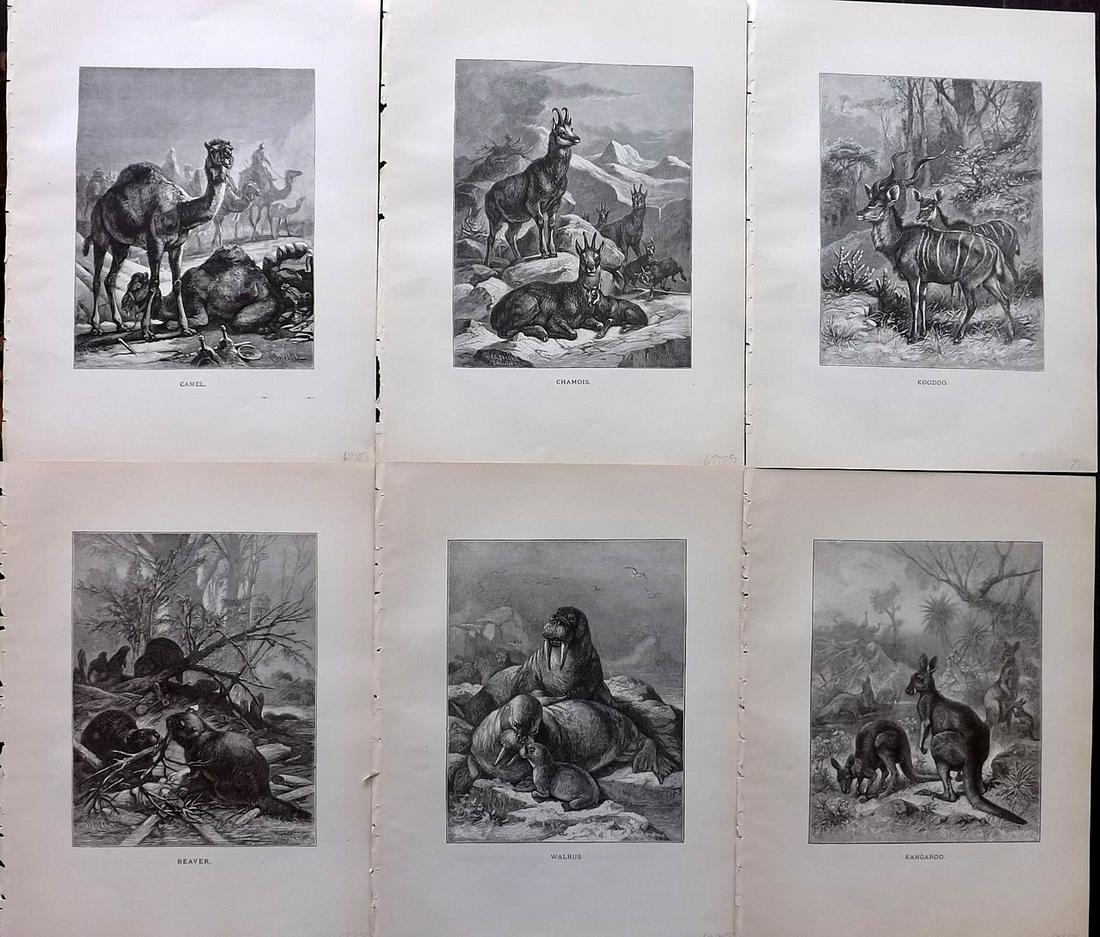 Wood & Prang 1885 Lot of 6 Animal Prints (1 of 2)
