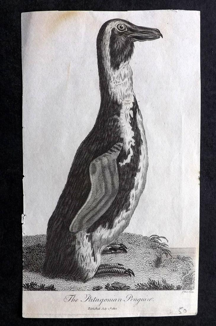 After George Edwards C1800 Bird Print. Penguin (1 of 2)