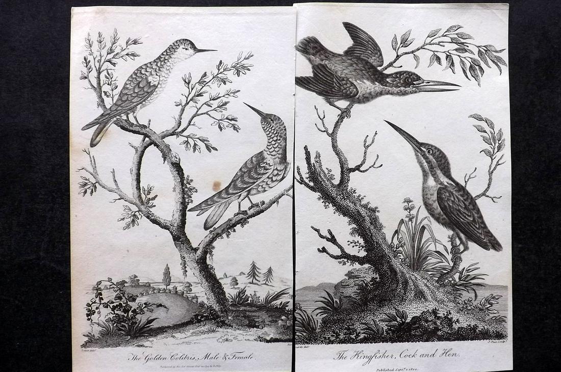 After George Edwards C1800 Pair of Bird Prints (1 of 2)