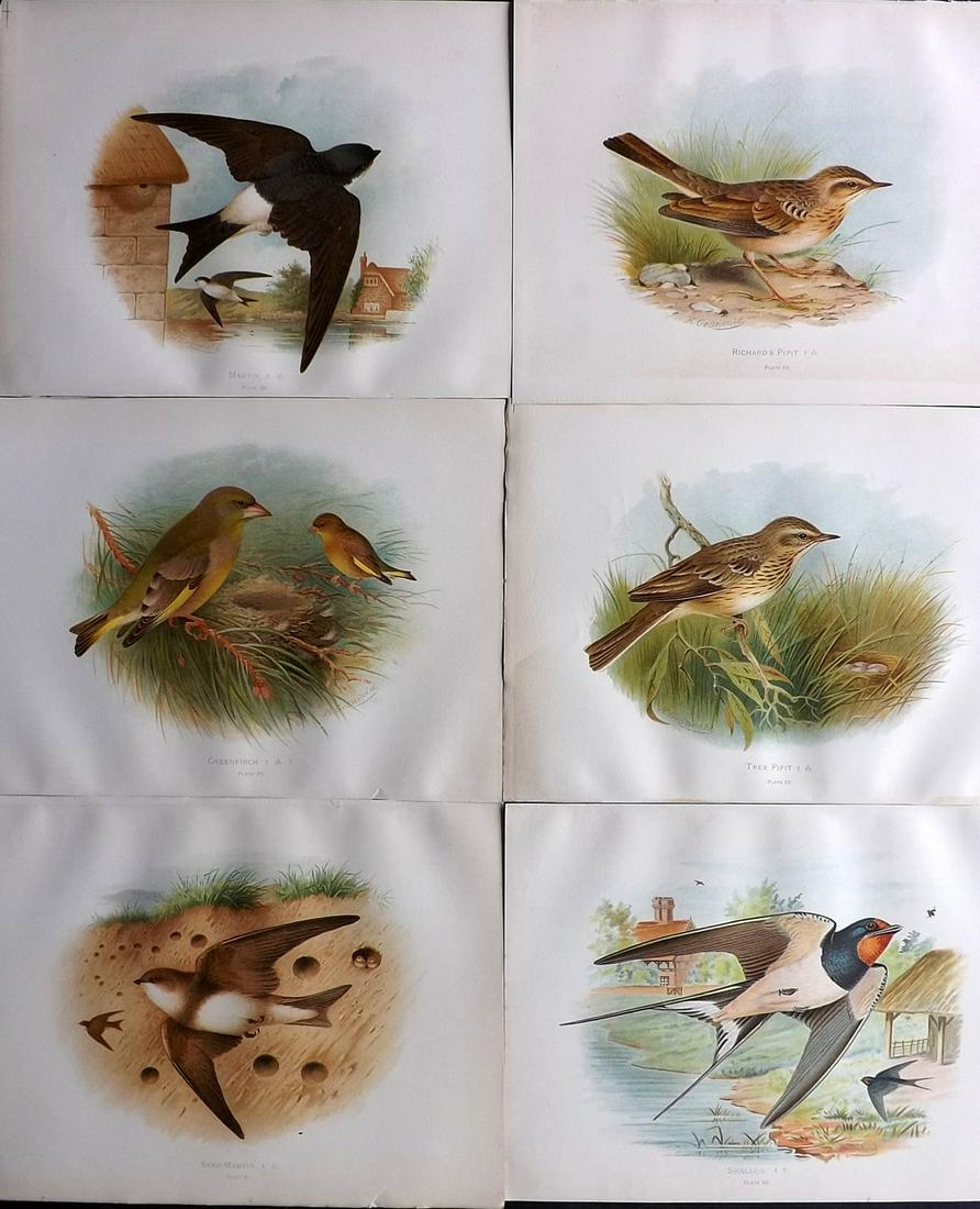 Butler, Arthur 1908 Lot of 6 Antique Bird Prints (1 of 2)
