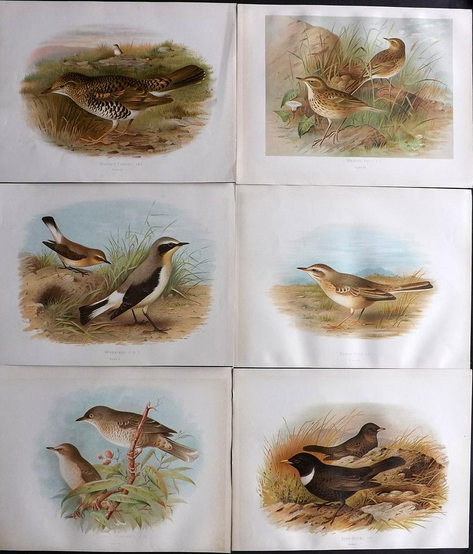 Butler, Arthur 1908 Lot of 6 Antique Bird Prints: Chromolithographs Published 1907-08, London for "Birds of Great Britain and Ireland..." by Arthur G. Butler. Illustrated by H. Gronvold & F. W. Frohawk. Paper Size: 11 x 8.5 inch (28 x 22cm) Good Cond