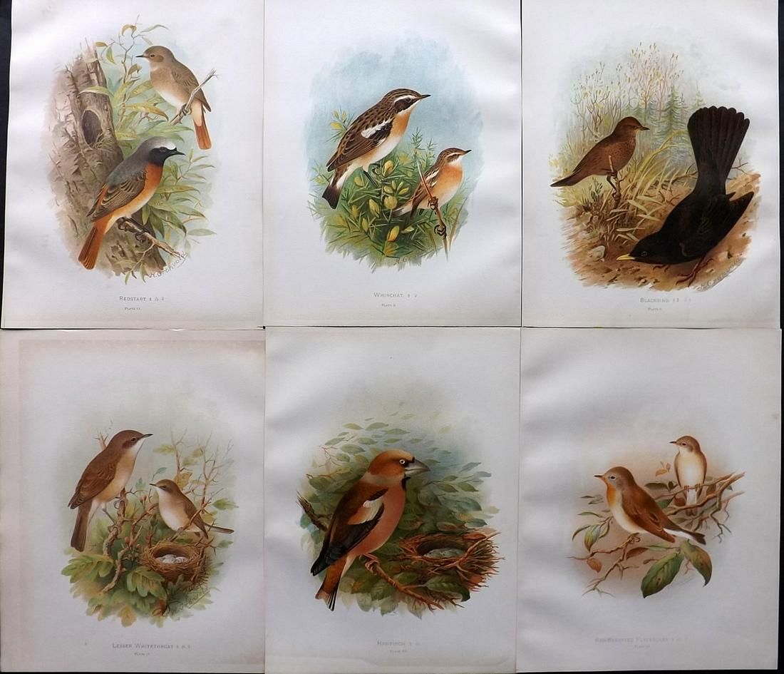 Butler, Arthur 1908 Lot of 6 Antique Bird Prints: Chromolithographs Published 1907-08, London for "Birds of Great Britain and Ireland..." by Arthur G. Butler. Illustrated by H. Gronvold & F. W. Frohawk. Paper Size: 11 x 8.5 inch (28 x 22cm) Good Cond