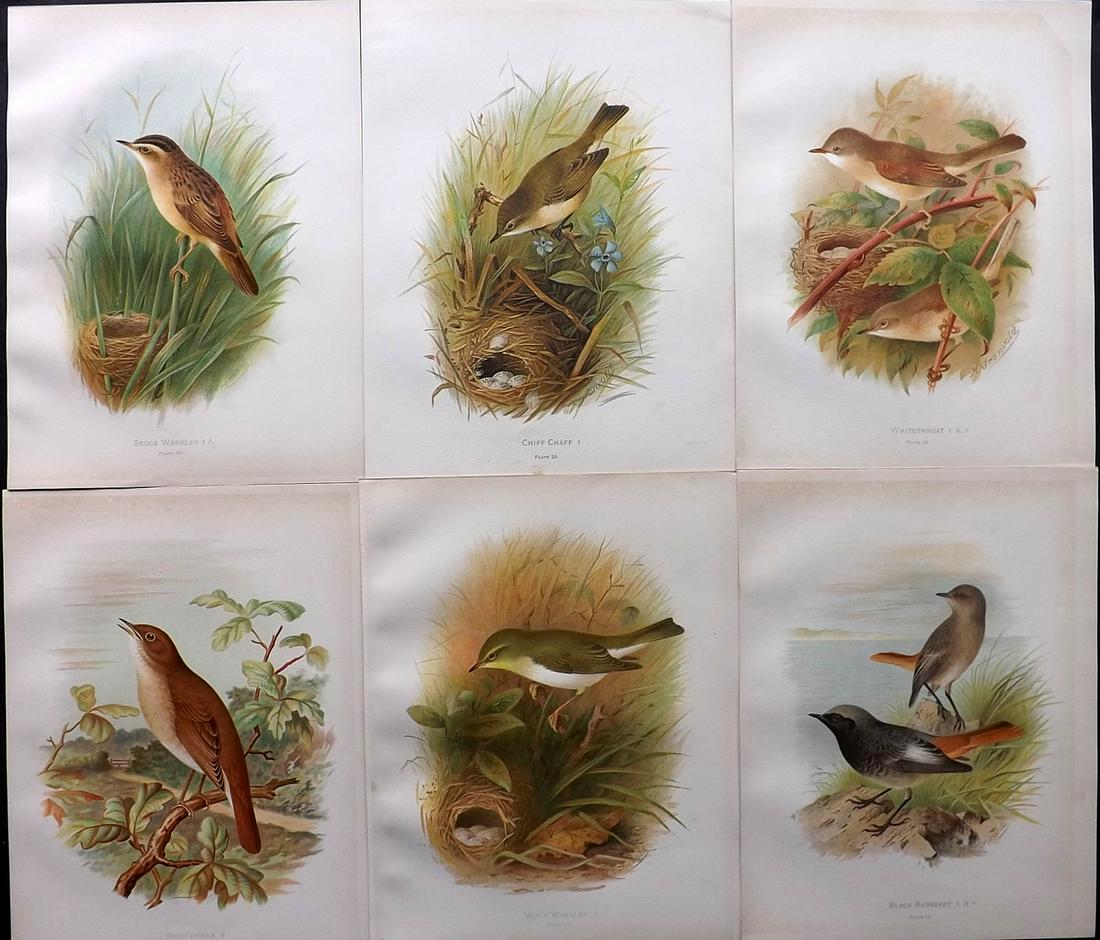 Butler, Arthur 1908 Lot of 6 Antique Bird Prints (1 of 2)