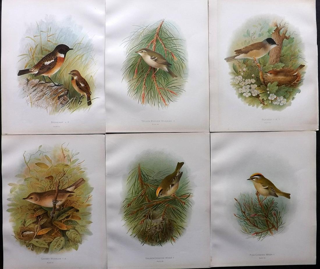 Butler, Arthur 1908 Lot of 6 Antique Bird Prints: Chromolithographs Published 1907-08, London for "Birds of Great Britain and Ireland..." by Arthur G. Butler. Illustrated by H. Gronvold & F. W. Frohawk. Paper Size: 11 x 8.5 inch (28 x 22cm) Good Cond
