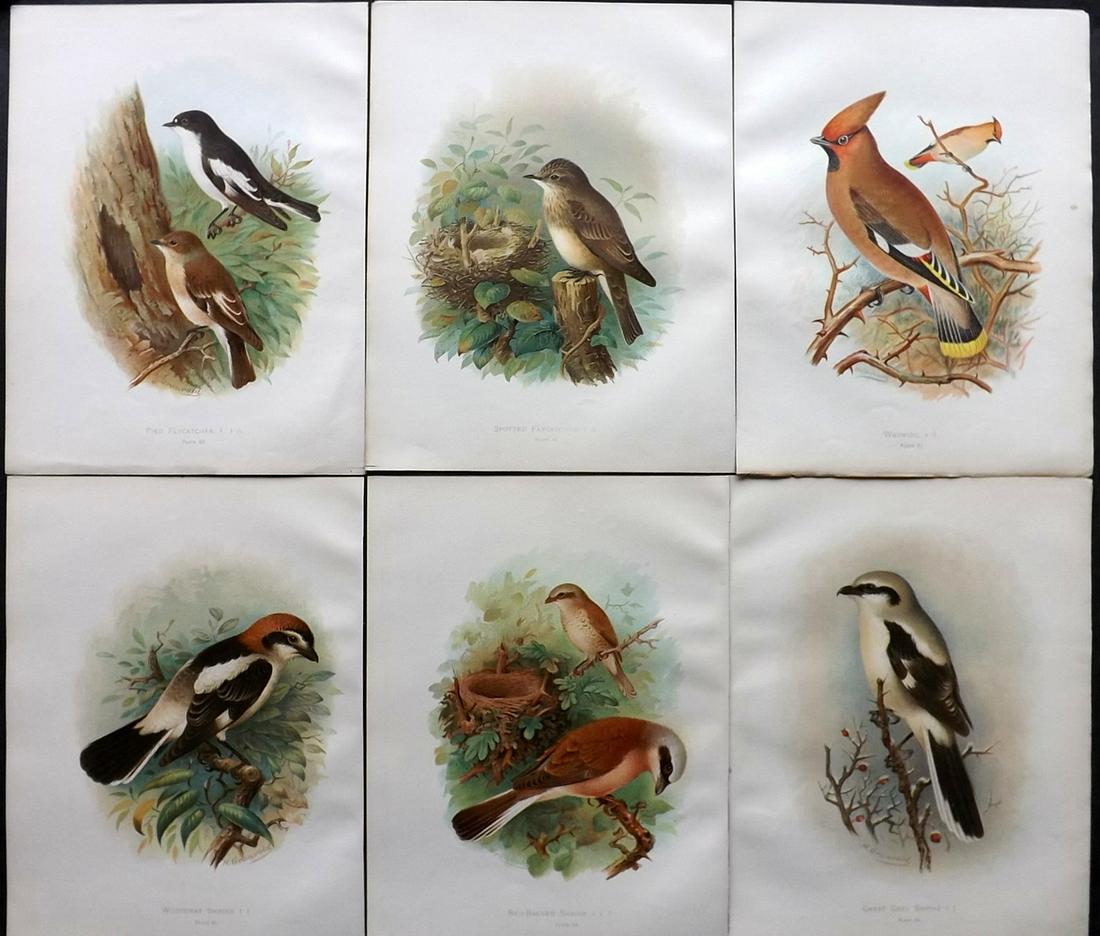 Butler, Arthur 1908 Lot of 6 Antique Bird Prints (1 of 2)