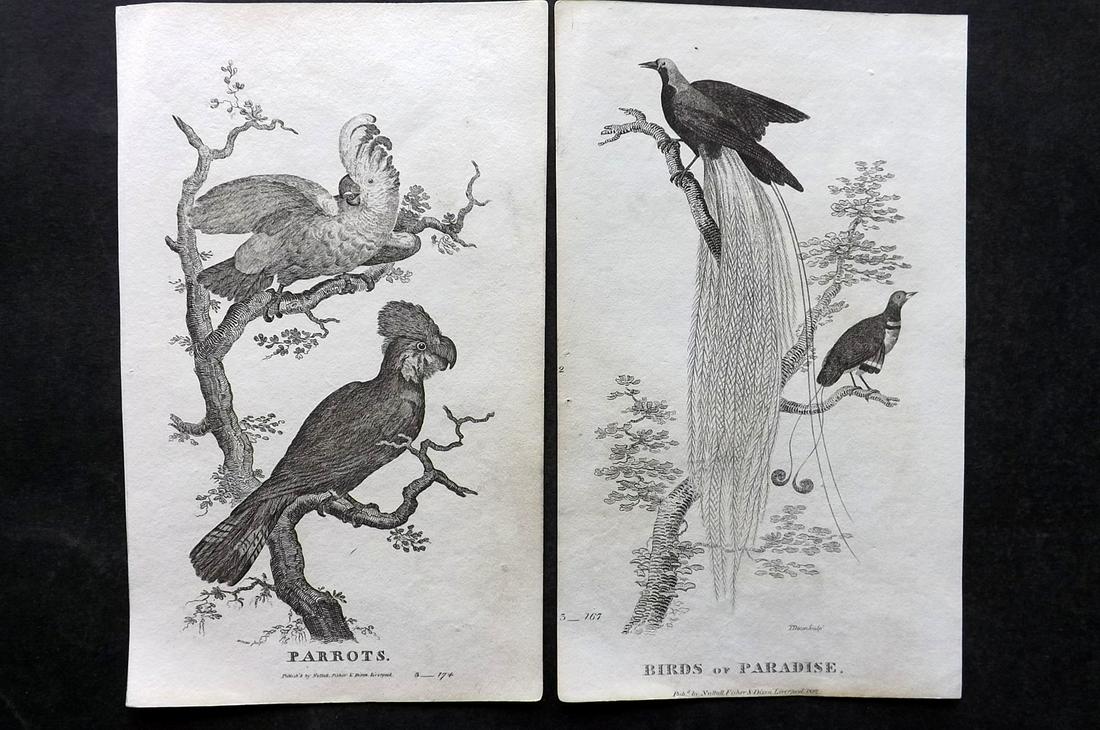 Goldsmith, Oliver C1815 Bird Prints (3) Parrot Toucan (1 of 2)