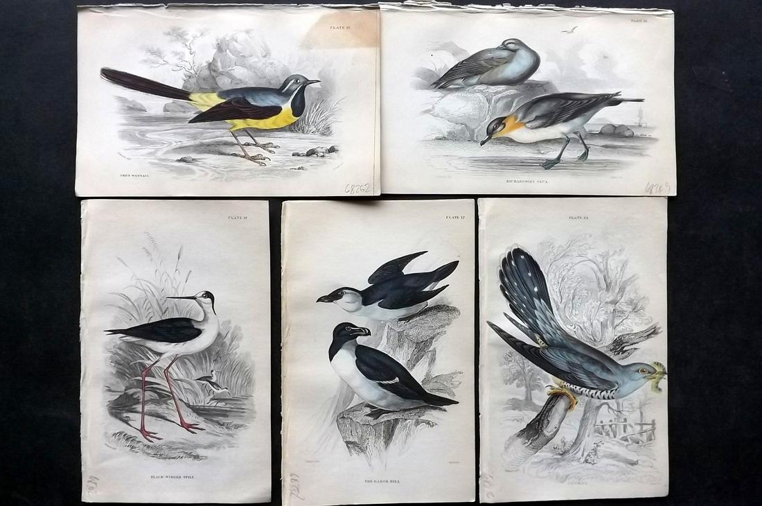 Jardine, William C1840 Lot of 5 HC British Bird Prints (1 of 2)