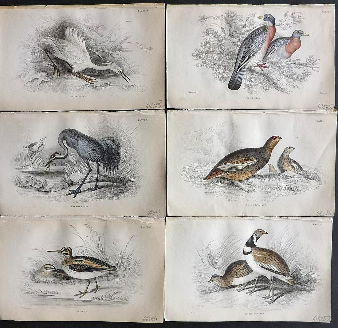 Jardine, William C1840 Lot of 6 HC British Bird Prints (1 of 2)
