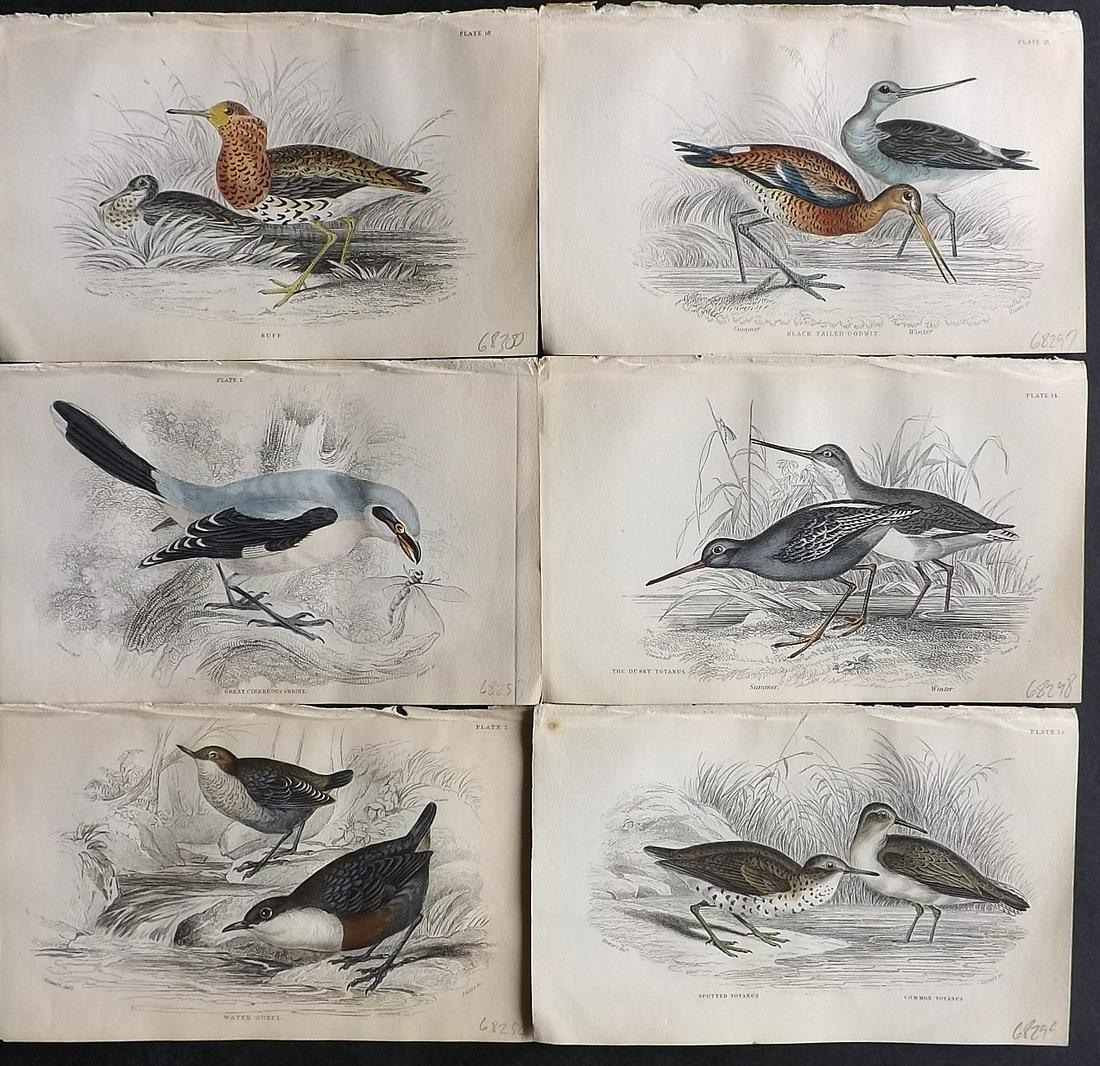 Jardine, William C1840 Lot of 6 HC British Bird Prints (1 of 2)