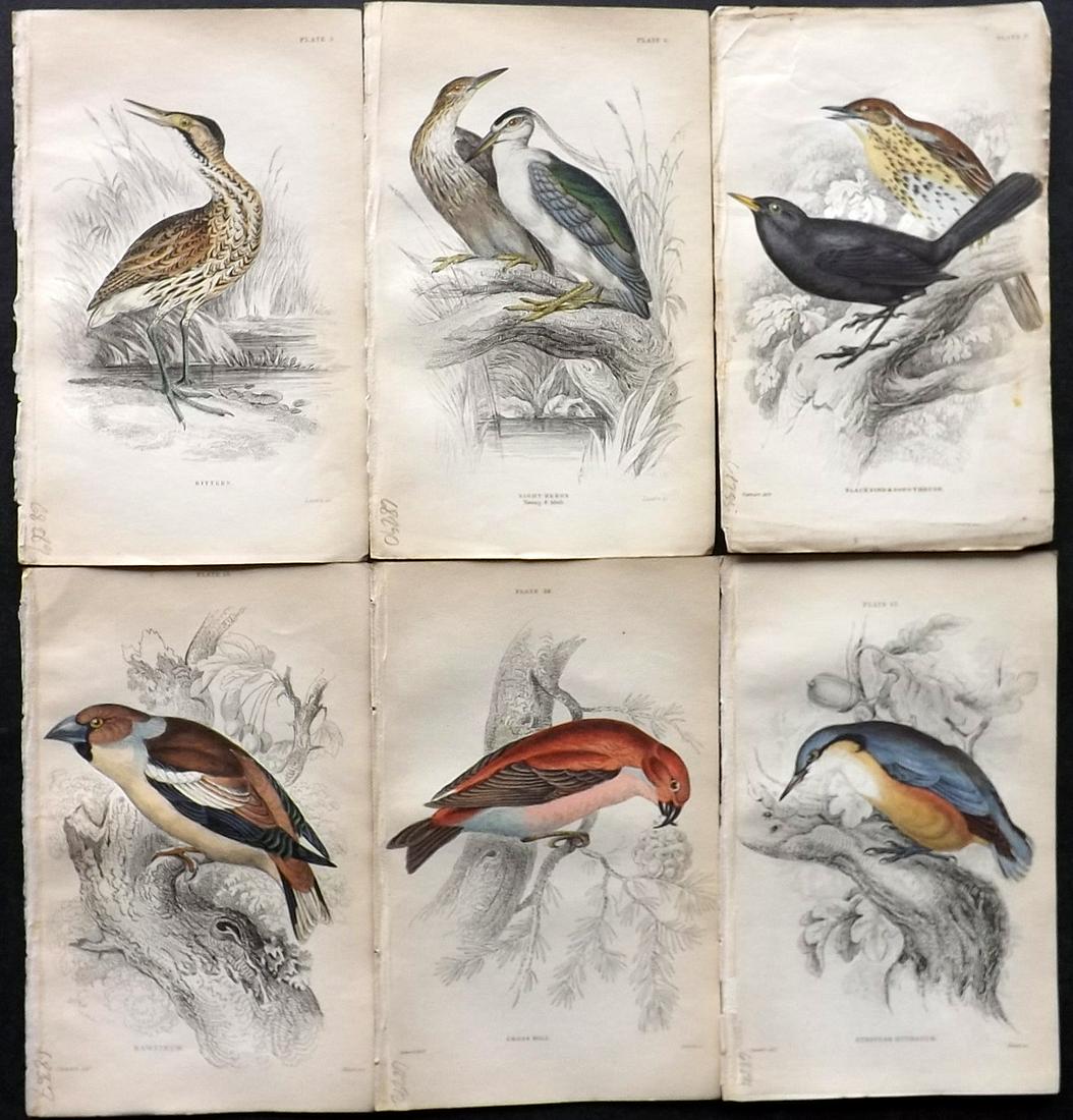 Jardine, William C1840 Lot of 6 HC British Bird Prints (1 of 2)