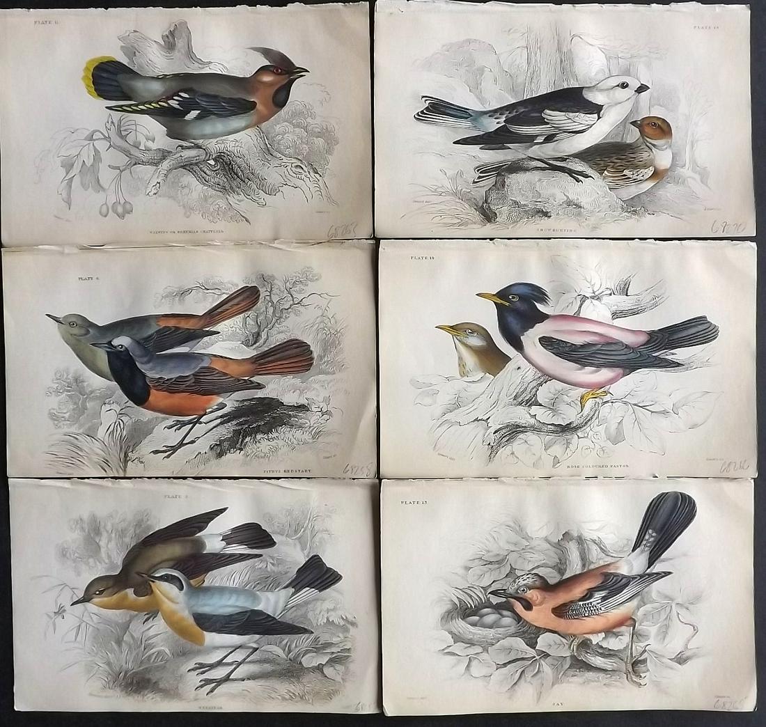 Jardine, William C1840 Lot of 6 HC British Bird Prints (1 of 2)