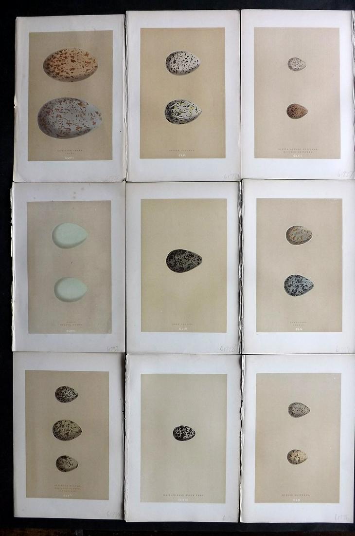 Morris, Francis 1896 Lot of 9 Antique Bird Egg Prints: Woodblocks Published 1896 by John C. Nimmo, London for "A Natural History of the Nests and Eggs of British Birds" By the Rev. Francis Orpen Morris, printed Benjamin Fawcett. Printed in colours and fin