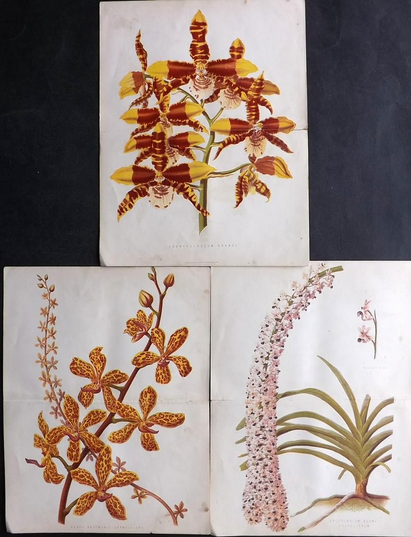 Anderson, James C1875 Lot of 3 Botanical Prints Orchids (1 of 2)