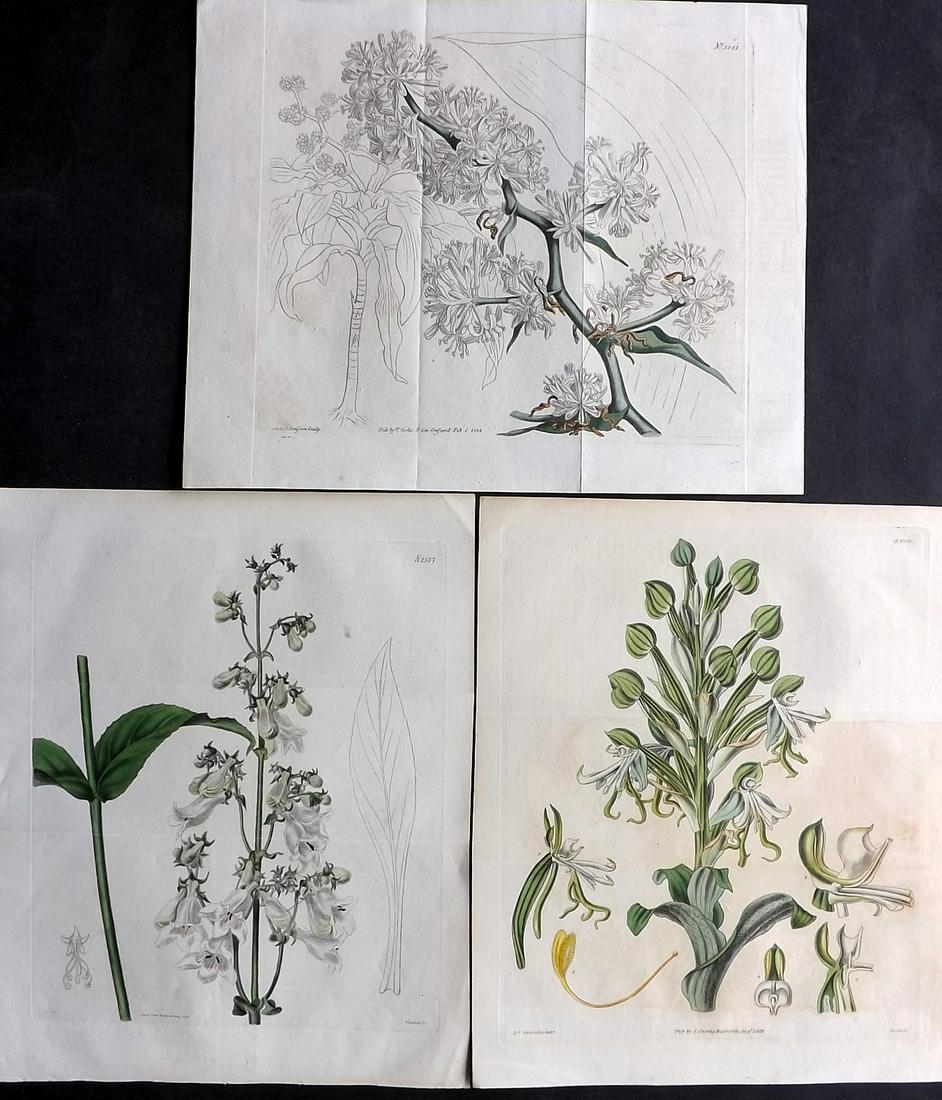 Curtis, William 1808-29 Lot of 3 Double Botanical Print (1 of 2)