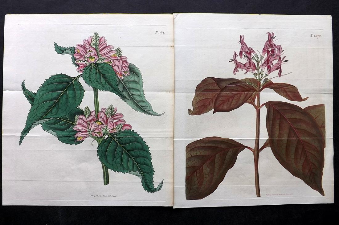 Curtis, William 1816 Pair Double HC Botanical Prints (1 of 2)