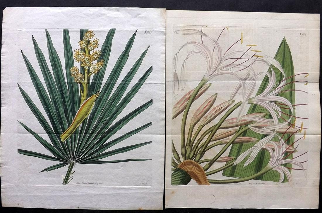 Curtis, William 1820-26 Pair Double HC Botanical Prints (1 of 2)