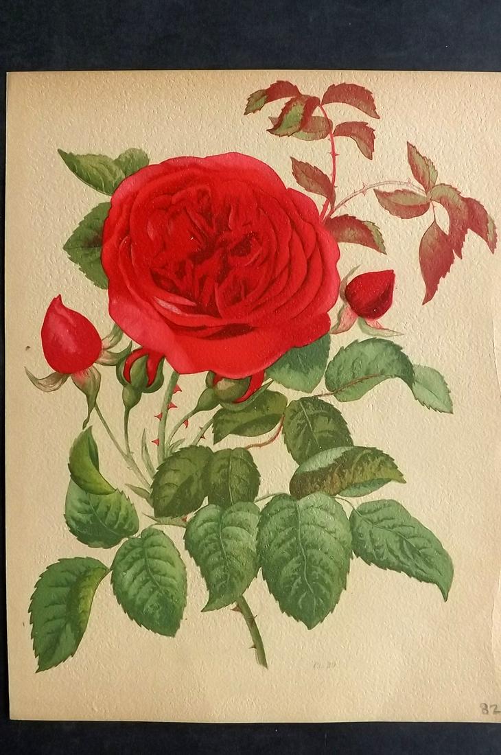 Hariot, Paul 1903 Antique Botanical Print. Rose (1 of 2)