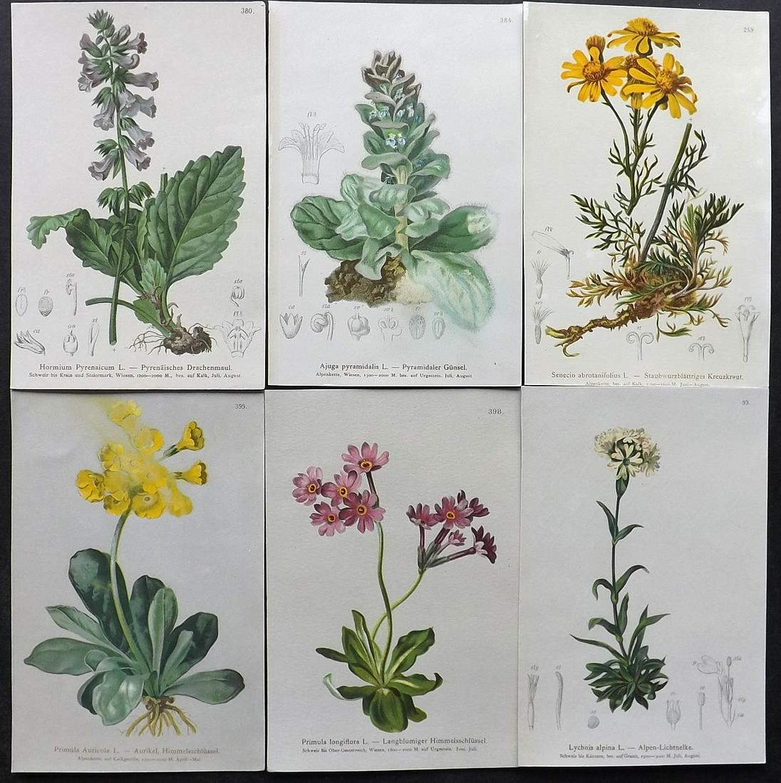 Hartinger, Anton 1884 Lot of 6 Botanical Prints: Chromolithographs Published 1884, Vienna for "Atlas der Alpenflora" by Anton Hartinger. Paper Size: 7.5 x 5 inch (19 x 13cm) Good Condition
