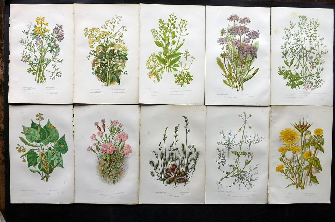 Pratt, Anne 1891 Lot of 10 Antique Botanical Prints: Chromolithographs Published 1891, London for "The Flowering Plants and Ferns of Great Britain" by Anne Pratt. Paper Size: 9.5 x 6 inch (24 x 16cm) Good Condition