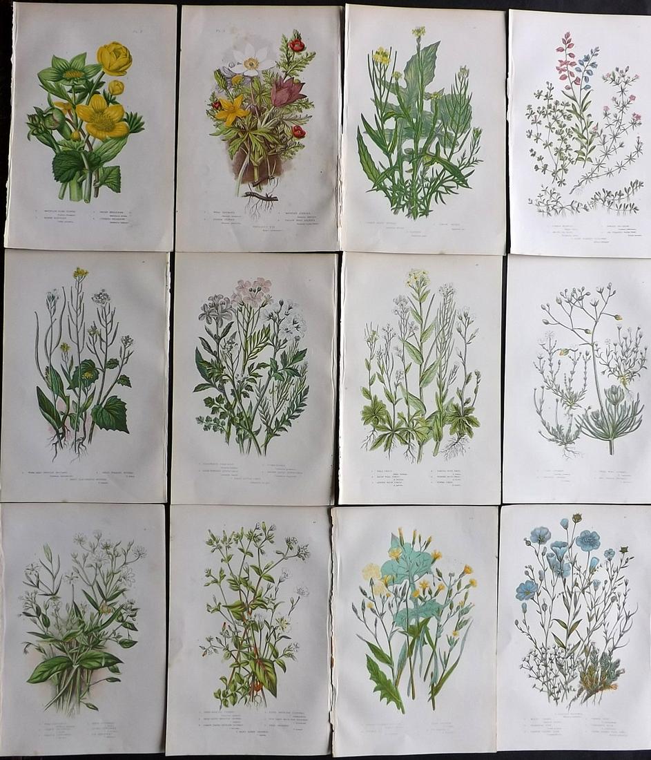 Pratt, Anne 1891 Lot of 12 Antique Botanical Prints: Chromolithographs Published 1891, London for "The Flowering Plants and Ferns of Great Britain" by Anne Pratt. Paper Size: 9.5 x 6 inch (24 x 16cm) Good Condition