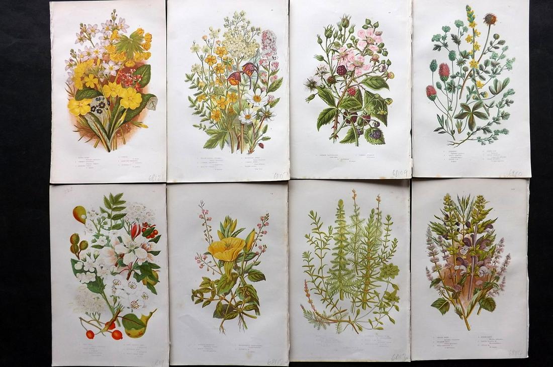 Pratt, Anne 1891 Lot of 8 Antique Botanical Prints: Chromolithographs Published 1891, London for "The Flowering Plants and Ferns of Great Britain" by Anne Pratt. Paper Size: 9.5 x 6 inch (24 x 16cm) Good Condition