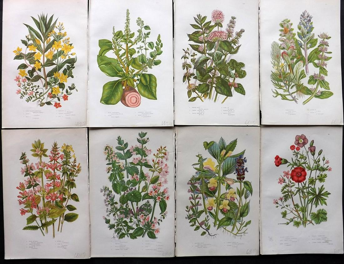 Pratt, Anne 1891 Lot of 8 Antique Botanical Prints: Chromolithographs Published 1891, London for "The Flowering Plants and Ferns of Great Britain" by Anne Pratt. Paper Size: 9.5 x 6 inch (24 x 16cm) Good Condition