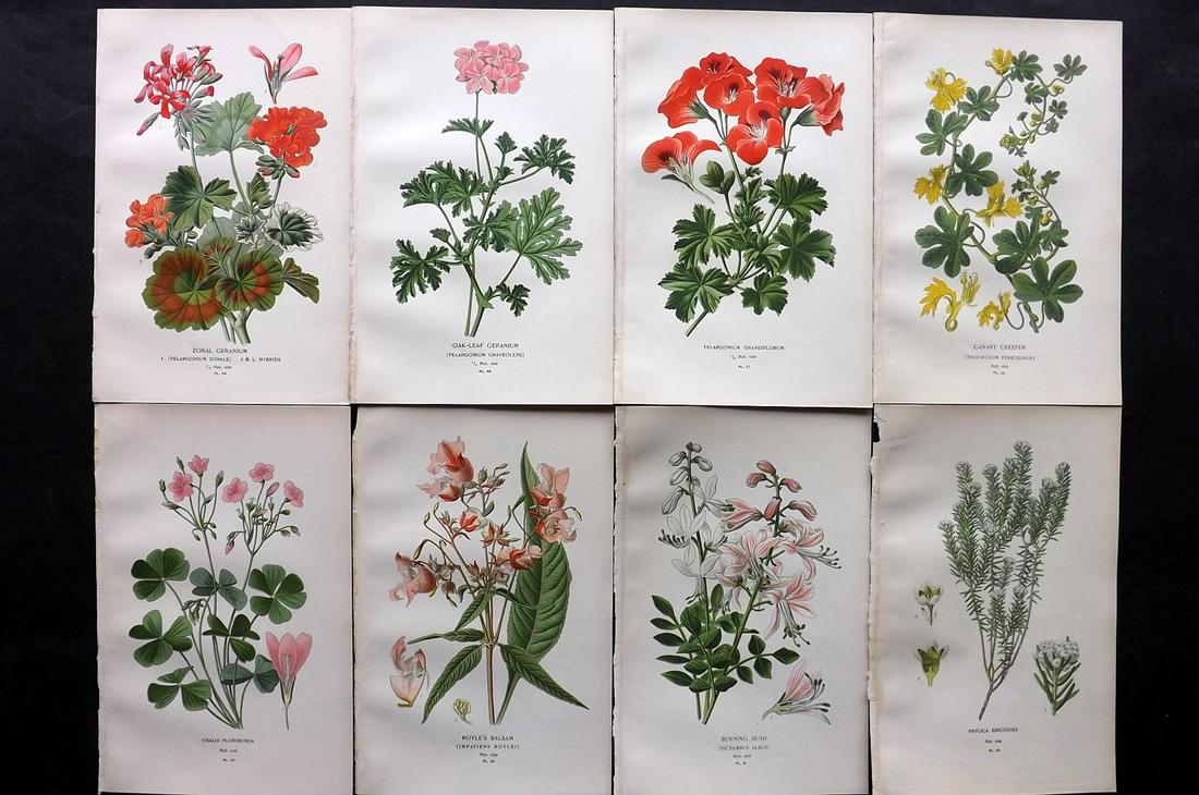 Step, Edward 1897 Lot of 8 Botanical Prints: Chromolithographs Published 1896-97 by Frederick Warne & Co., London for "Favourite Flowers of Garden and Greenhouse" by Edward Step and William Watson. Paper Size: 9.5 x 6 inch (24 x 15cm) Good Condi
