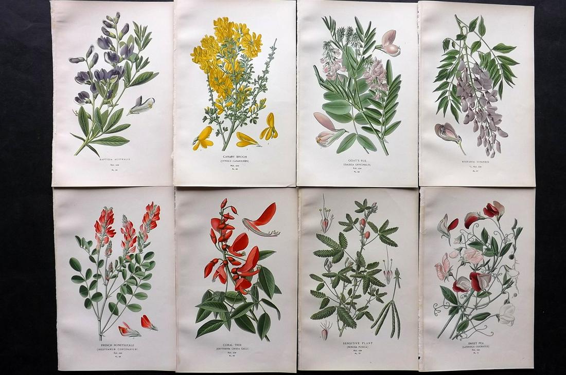 Step, Edward 1897 Lot of 8 Botanical Prints: Chromolithographs Published 1896-97 by Frederick Warne & Co., London for "Favourite Flowers of Garden and Greenhouse" by Edward Step and William Watson. Paper Size: 9.5 x 6 inch (24 x 15cm) Good Condi