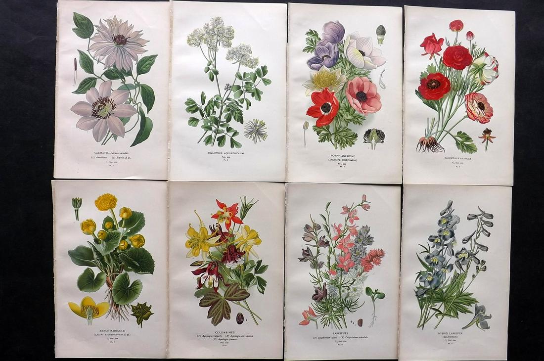 Step, Edward 1897 Lot of 8 Botanical Prints: Chromolithographs Published 1896-97 by Frederick Warne & Co., London for "Favourite Flowers of Garden and Greenhouse" by Edward Step and William Watson. Paper Size: 9.5 x 6 inch (24 x 15cm) Good Condi