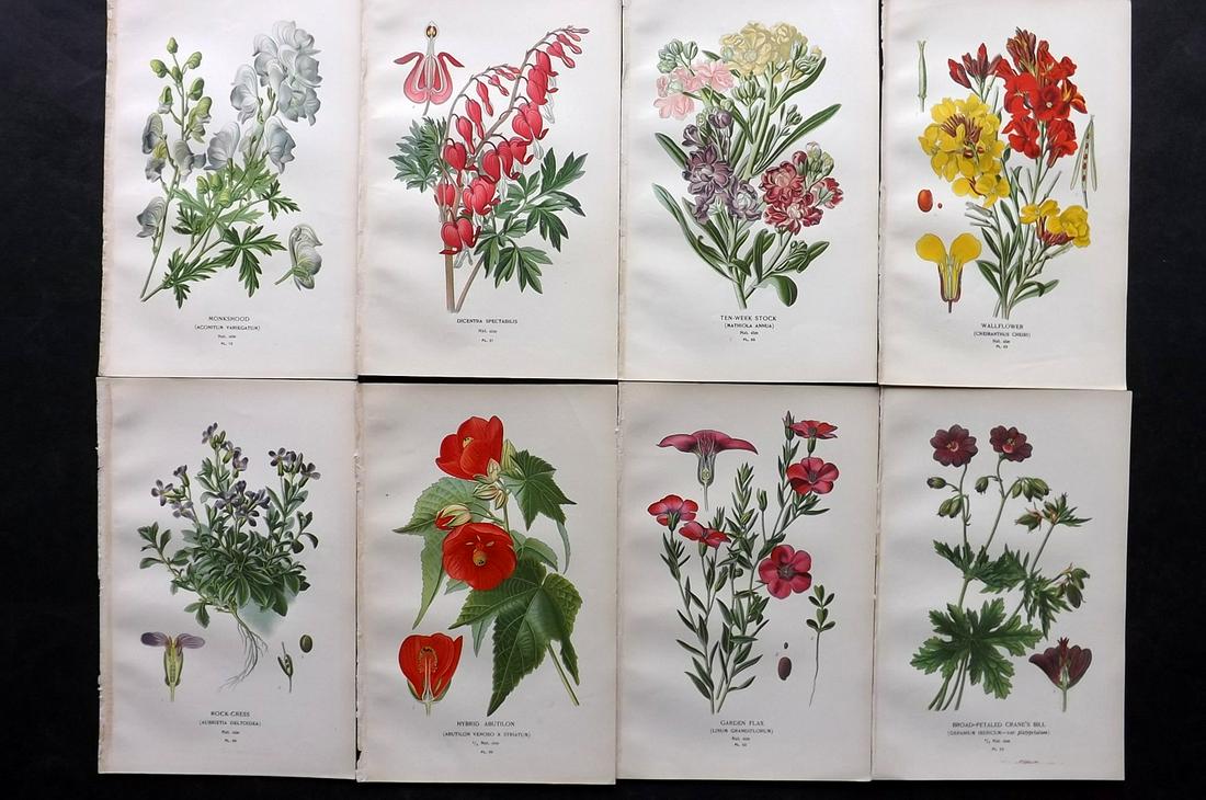 Step, Edward 1897 Lot of 8 Botanical Prints: Chromolithographs Published 1896-97 by Frederick Warne & Co., London for "Favourite Flowers of Garden and Greenhouse" by Edward Step and William Watson. Paper Size: 9.5 x 6 inch (24 x 15cm) Good Condi