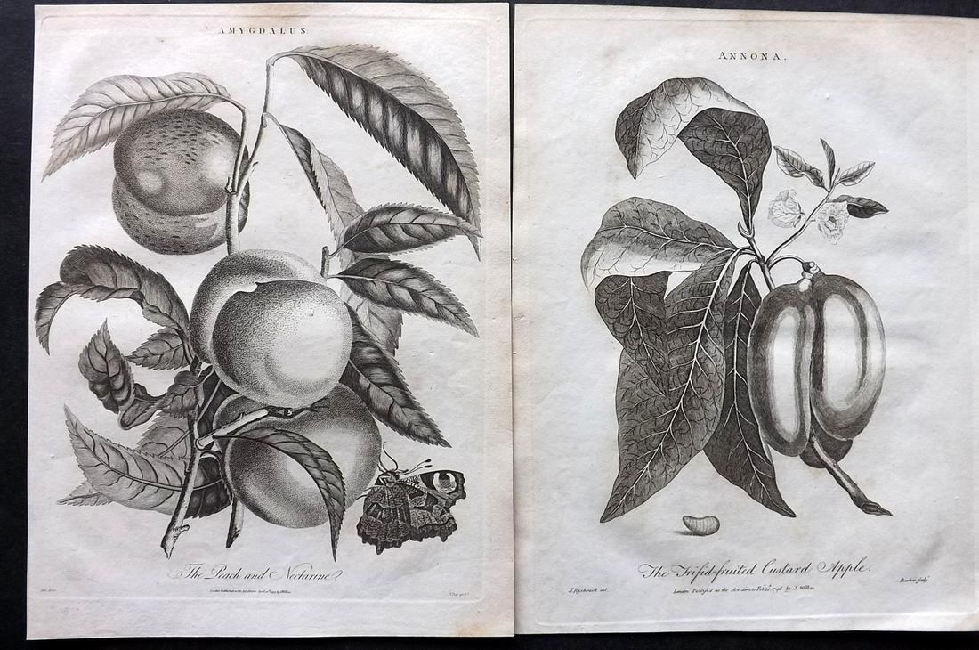 Wilkes, John 1790's Pair of Antique Fruit Prints (1 of 2)
